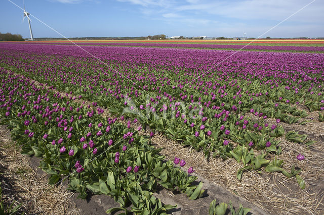 Tulip (Tulipa)