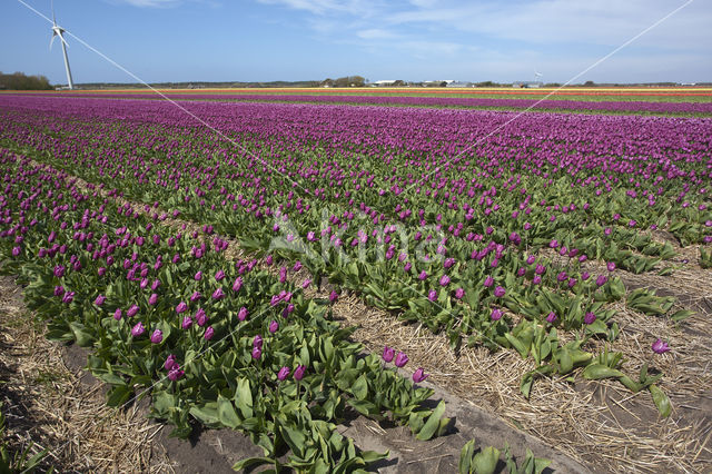 Tulp (Tulipa)