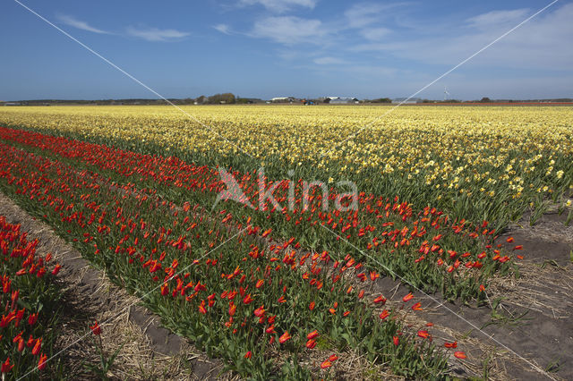 Tulp (Tulipa)