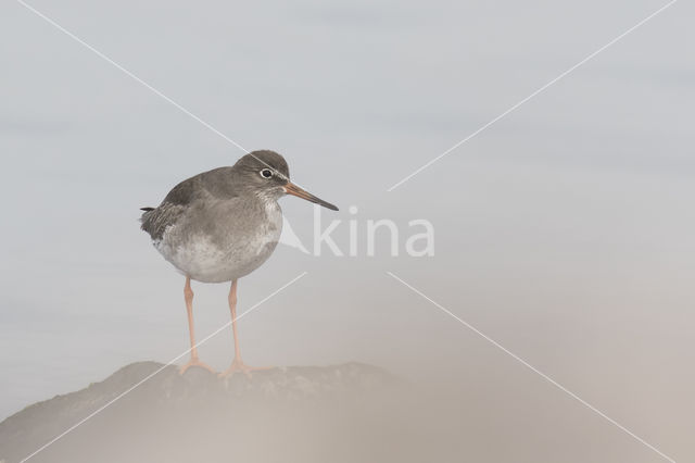 Common Redshank (Tringa totanus)