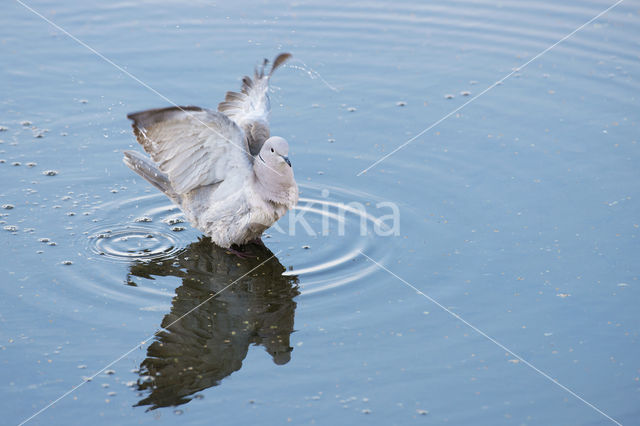 Turkse Tortel (Streptopelia decaocto)