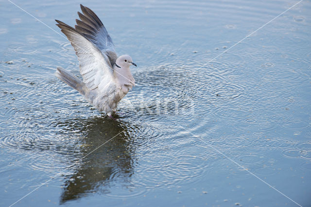 Turkse Tortel (Streptopelia decaocto)