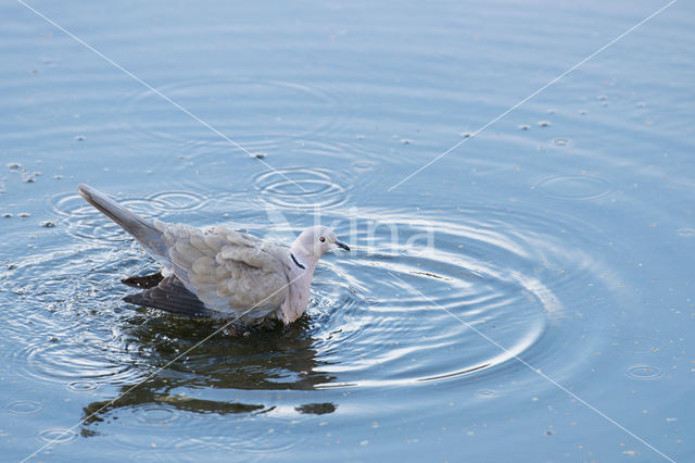 Collared Turtle Dove (Streptopelia decaocto)