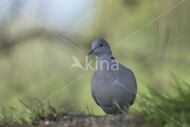 Collared Turtle Dove (Streptopelia decaocto)