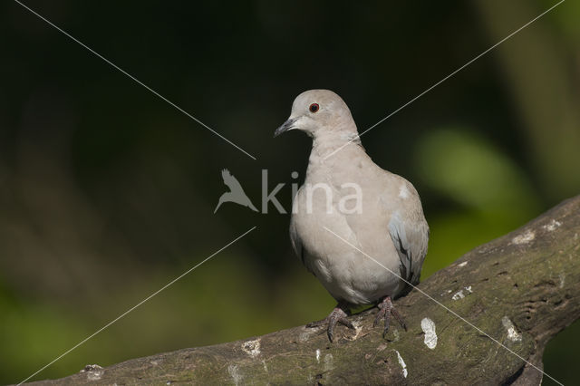 Collared Turtle Dove (Streptopelia decaocto)