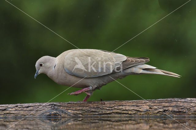 Turkse Tortel (Streptopelia decaocto)