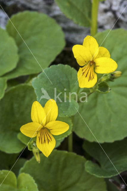 Alpine yellow-violet (Viola biflora)