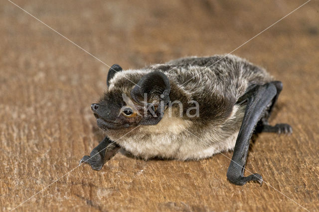 Tweekleurige vleermuis (Vespertilio murinus)