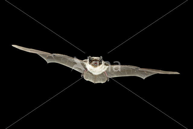 particolored bat (Vespertilio murinus)