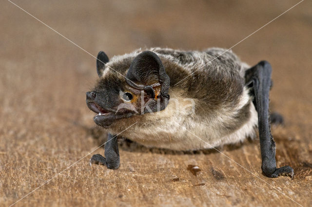 Tweekleurige vleermuis (Vespertilio murinus)