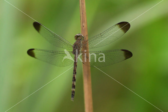 Uracis imbuta