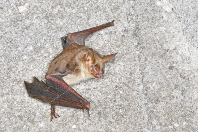 Vale vleermuis (Myotis myotis)