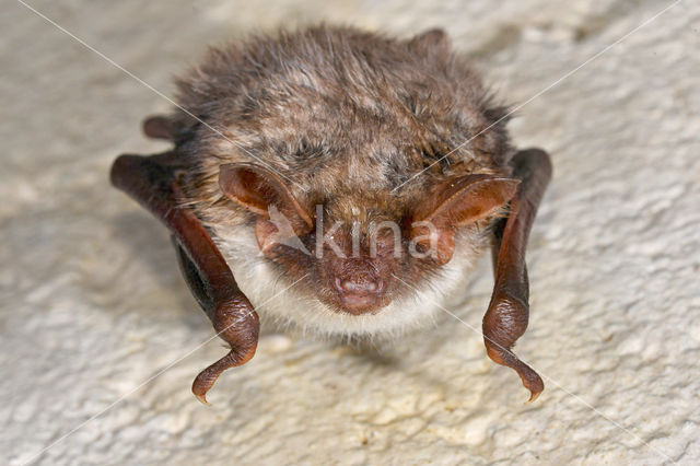 Mouse-eared Bat (Myotis myotis)