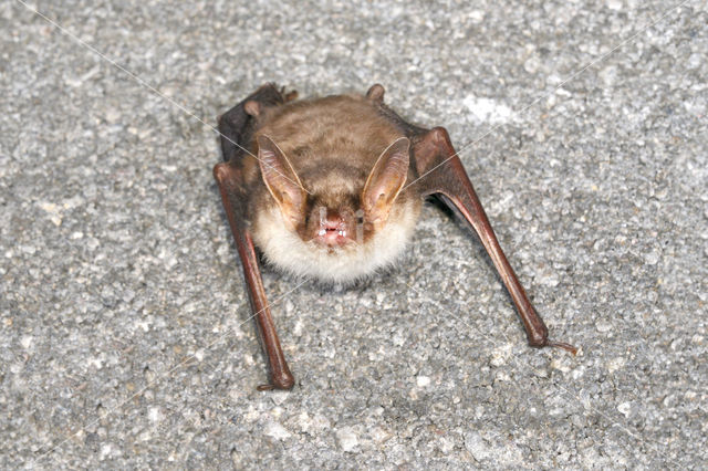 Mouse-eared Bat (Myotis myotis)