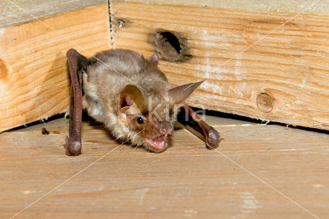 Vale vleermuis (Myotis myotis)