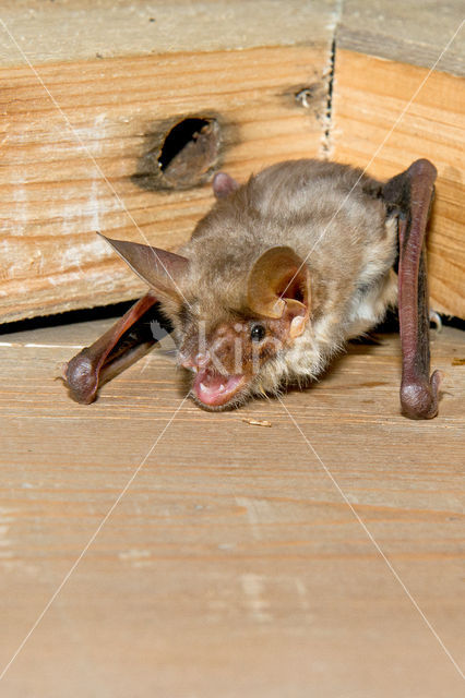 Mouse-eared Bat (Myotis myotis)