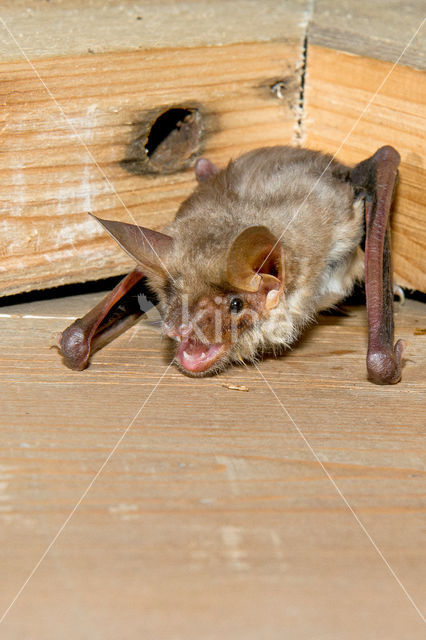 Vale vleermuis (Myotis myotis)