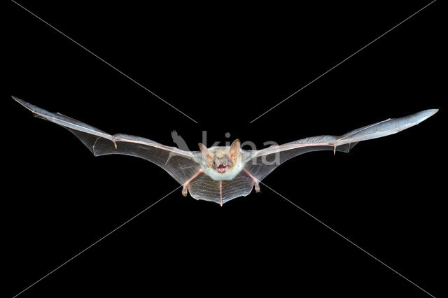 Mouse-eared Bat (Myotis myotis)