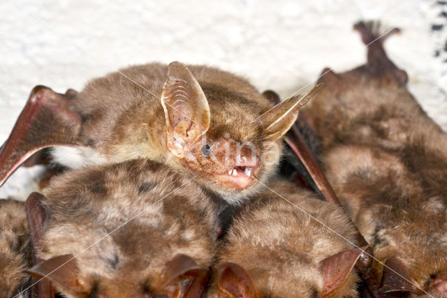 Mouse-eared Bat (Myotis myotis)