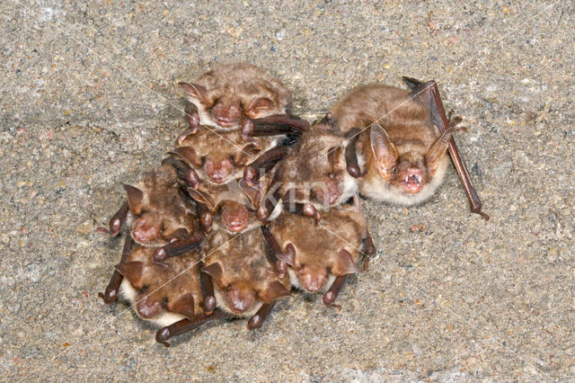 Mouse-eared Bat (Myotis myotis)