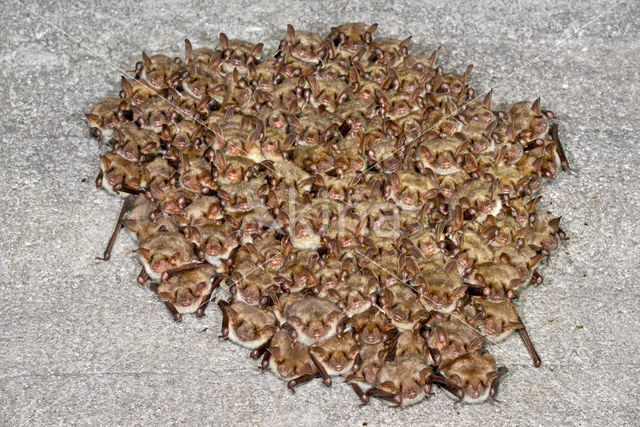 Mouse-eared Bat (Myotis myotis)