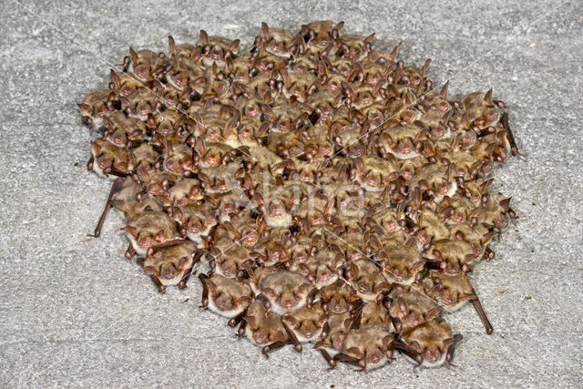 Vale vleermuis (Myotis myotis)