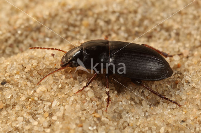 Harpalus anxius