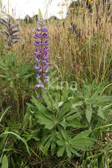 Garden Lupin (Lupinus polyphyllus)