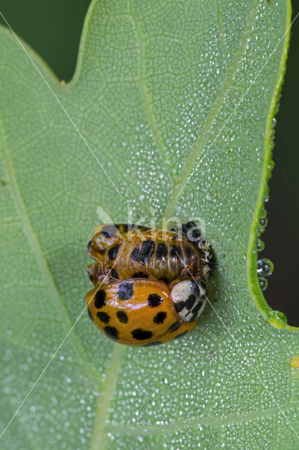 Veelkleurig aziatisch lieveheersbeestje (Harmonia axyridis)