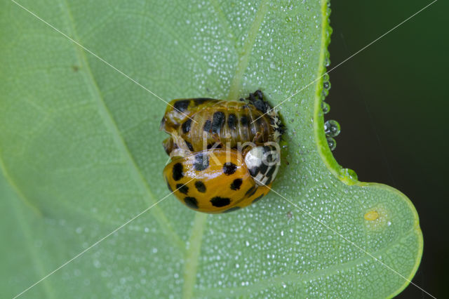 Veelkleurig aziatisch lieveheersbeestje (Harmonia axyridis)