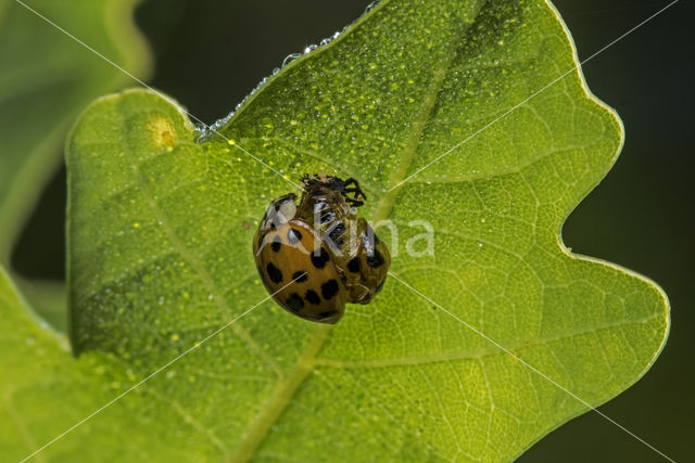 Multicoloured Asian Ladybird (Harmonia axyridis)