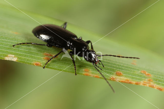 Veenmossnelloper (Agonum gracile)