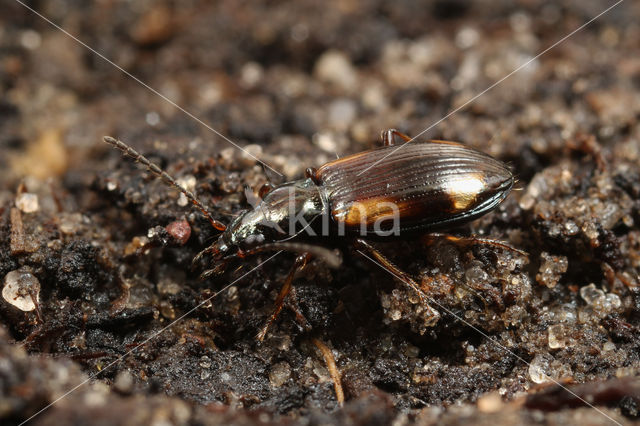 Bembidion bruxellense