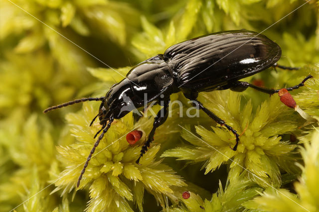 Veenzwartschild (Pterostichus aterrimus)