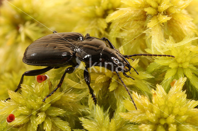 Veenzwartschild (Pterostichus aterrimus)