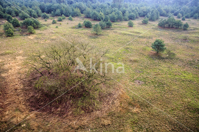 Veluwe