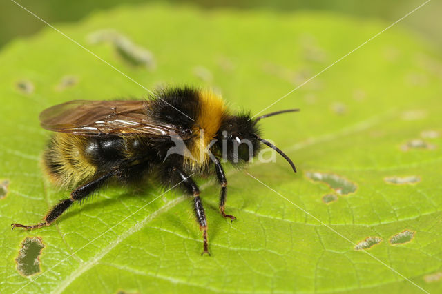 Vierkleurige koekoekshommel (Bombus sylvestris)