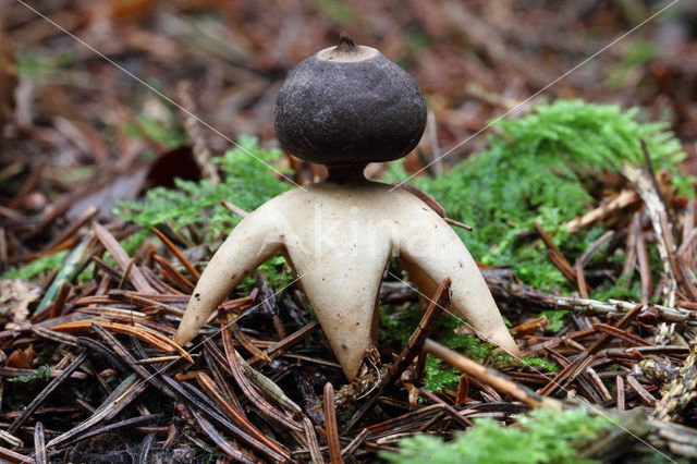 Four-Footed Earthstar (Geastrum quadrifidum)