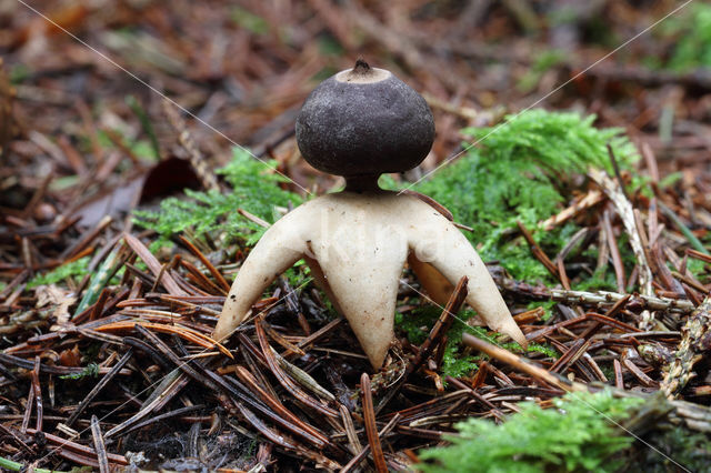 Vierslippige aardster (Geastrum quadrifidum)