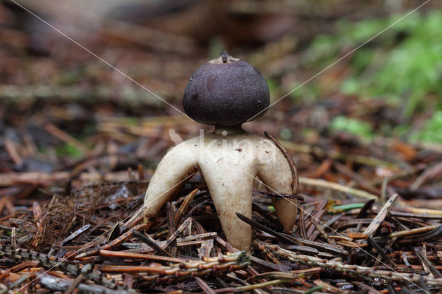 Vierslippige aardster (Geastrum quadrifidum)