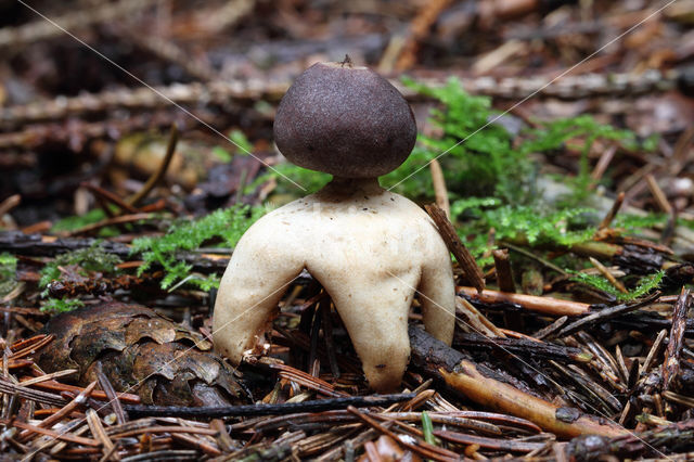 Vierslippige aardster (Geastrum quadrifidum)