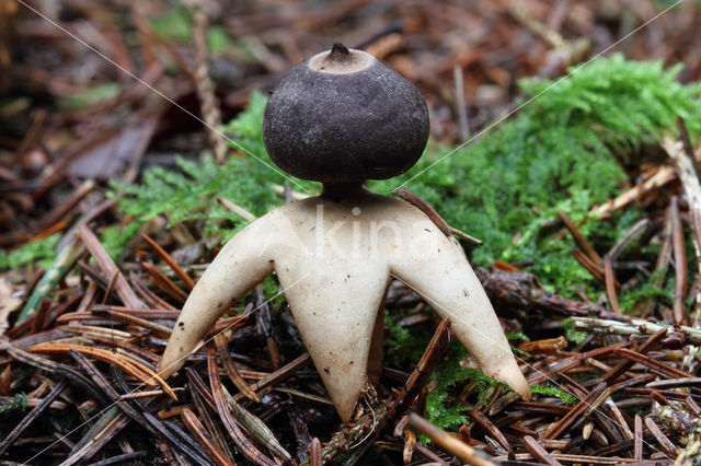 Vierslippige aardster (Geastrum quadrifidum)