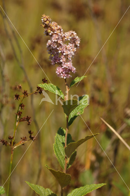 Steeplebush Spirea (Spiraea tomentosa)