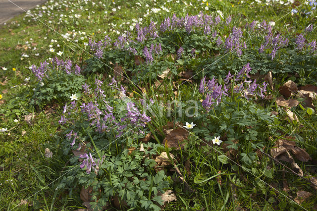 Bulbous Corydalis (Corydalis solida)