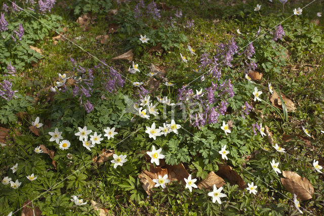 Bulbous Corydalis (Corydalis solida)