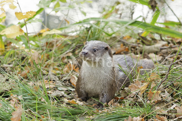 European Otter (Lutra lutra)