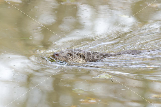 European Otter (Lutra lutra)