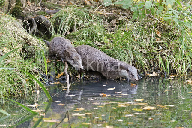 European Otter (Lutra lutra)