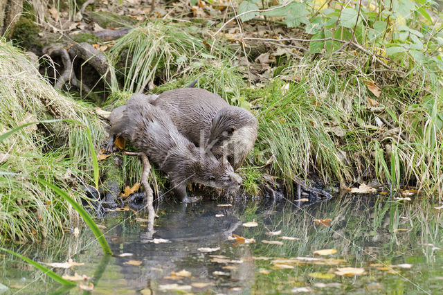 European Otter (Lutra lutra)