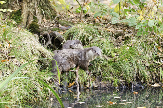 European Otter (Lutra lutra)